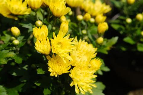 白菊花花語|菊花的花語是什麼？各顏色菊花代表的涵義 